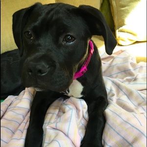 Meet your Posher, Joe